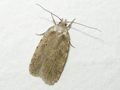Agonopterix propinquella
